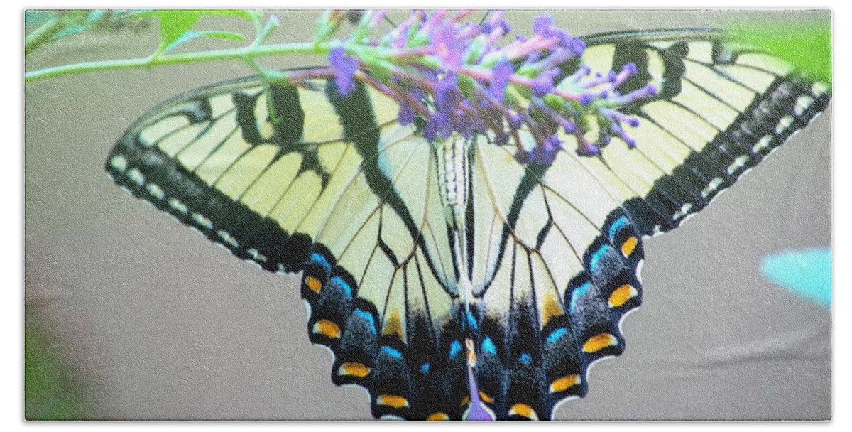 Eastern Tiger Swallowtail Butterfly Beach Towel featuring the photograph Swallowtail on Butterfly Bush 2 by Mary Ann Artz