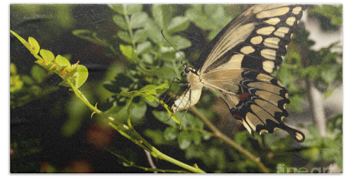 Swallowtail Beach Towel featuring the photograph Swallowtail - Papilio Machaon - butterfly Laying Eggs by Anthony Totah