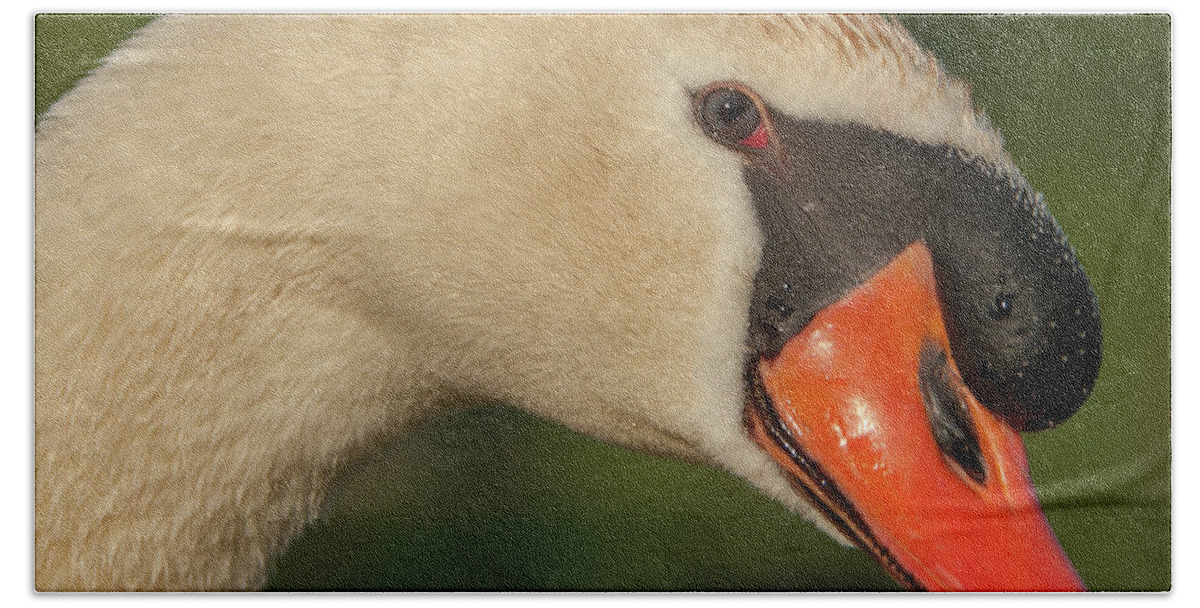 Bird Beach Sheet featuring the photograph Swan Headshot by Paul Johnson