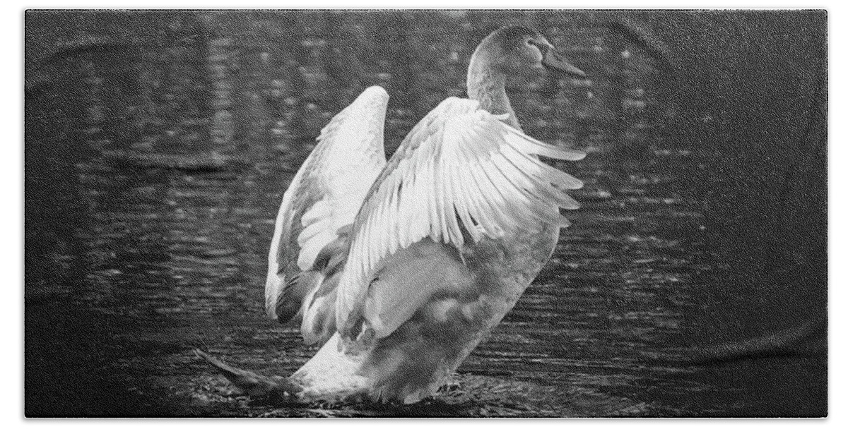 Swan Beach Towel featuring the photograph Swan Sequence One St James Park by Veronica Batterson