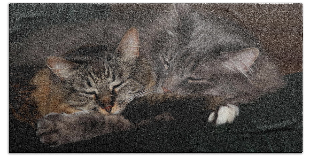 Cats Beach Towel featuring the photograph Sweet Dreams by Shane Bechler