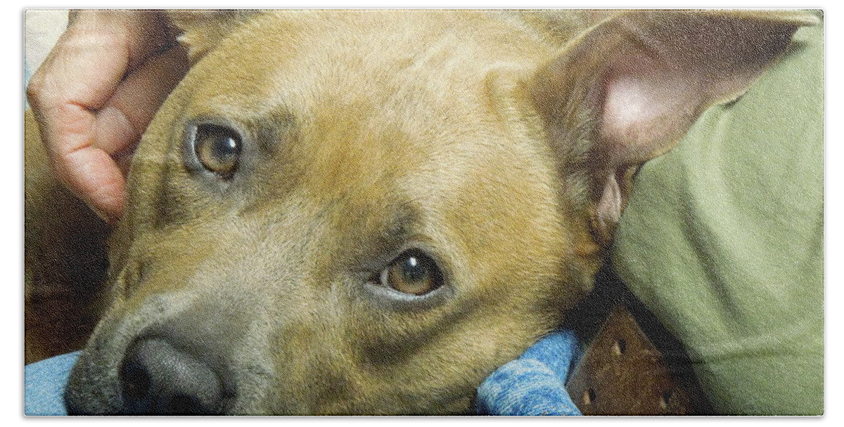 Pit Beach Towel featuring the photograph Sweet Pit Bull . Face of Love by Renee Trenholm