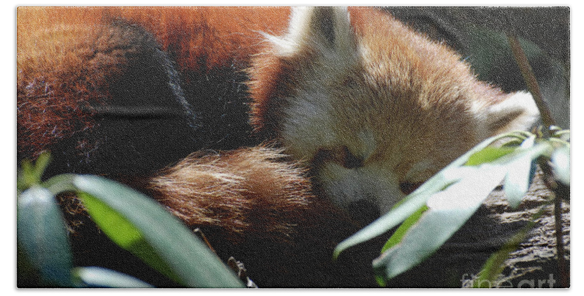 Red Panda Beach Sheet featuring the photograph Sweet Sleeping Red Panda Bear by DejaVu Designs