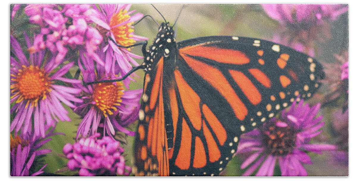 Monarch Butterfly Beach Sheet featuring the photograph Sweet Surrender by Viviana Nadowski