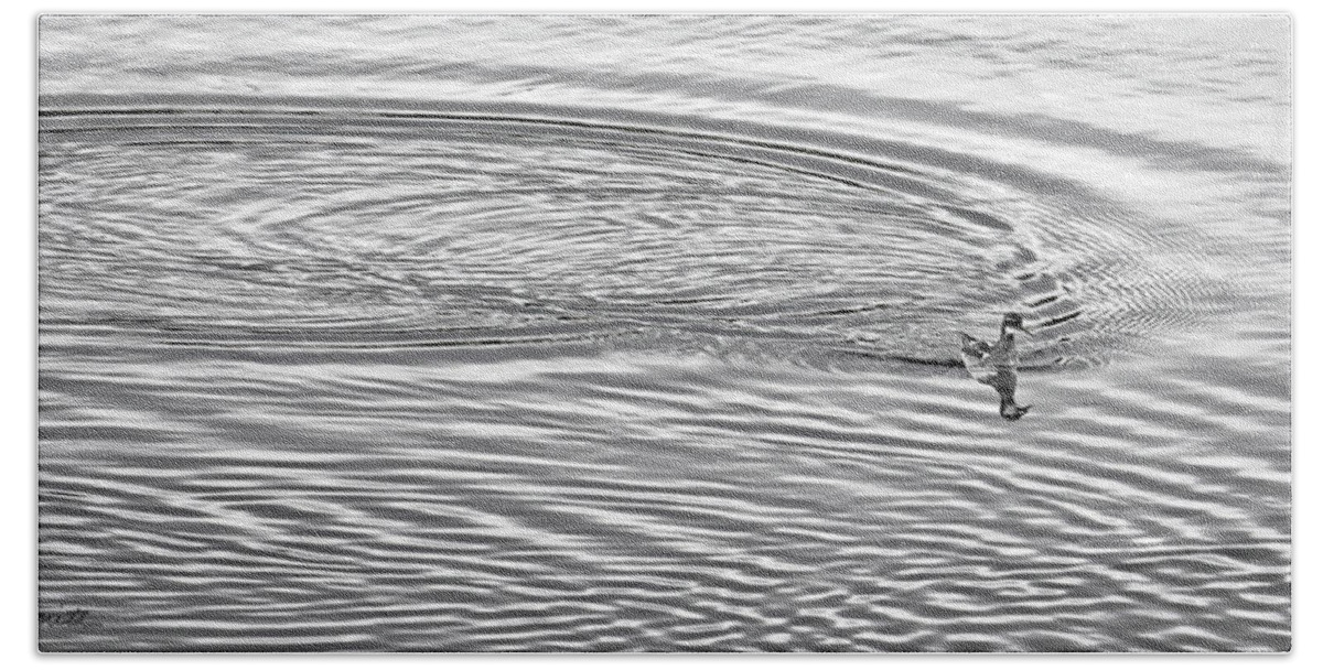 Water Beach Towel featuring the photograph Swimming from Circles by Joe Bonita