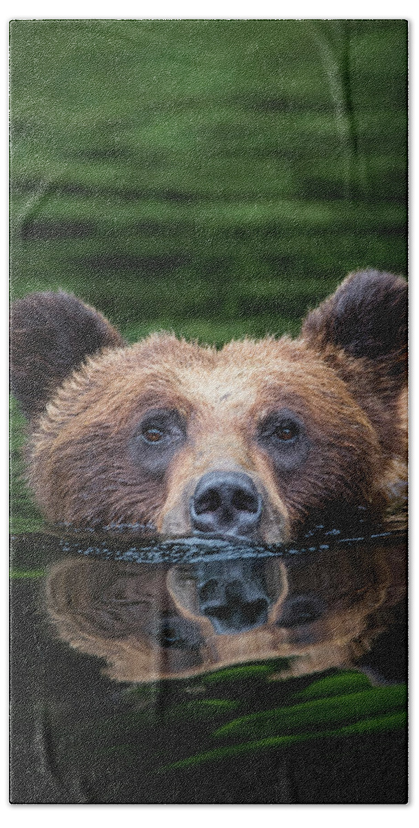 Bears Beach Towel featuring the photograph Swimming Grizzly by Bill Cubitt