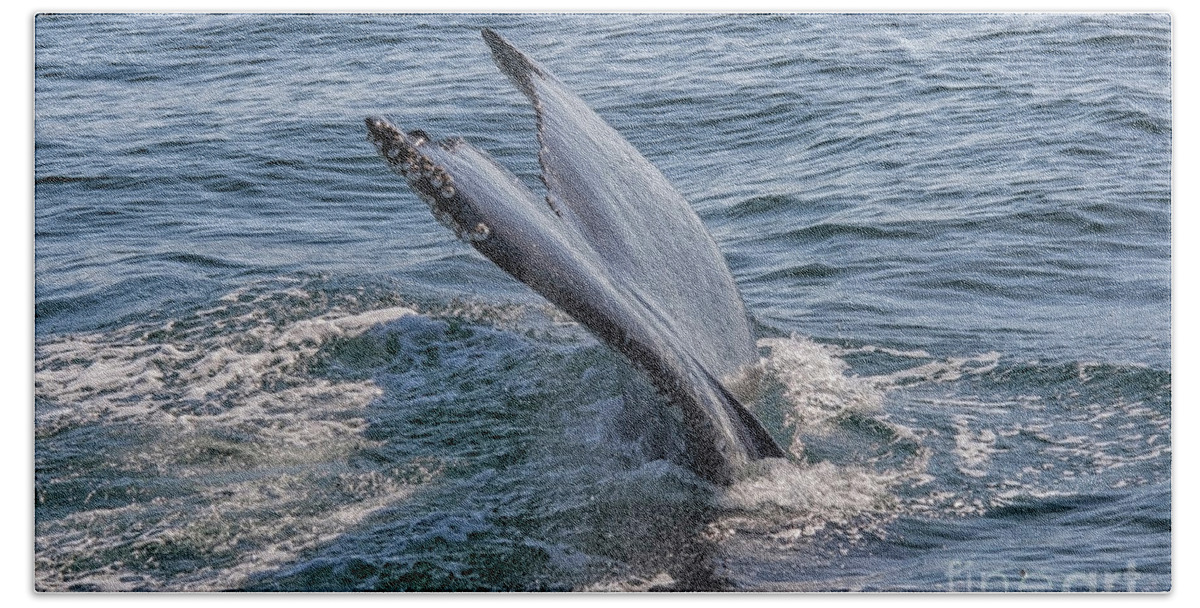 Animal Beach Towel featuring the photograph Tail fin of a big whale by Patricia Hofmeester