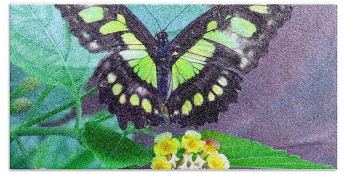 Flower Beach Sheet featuring the photograph Tailed Jay visits Lantana by Betty Buller Whitehead