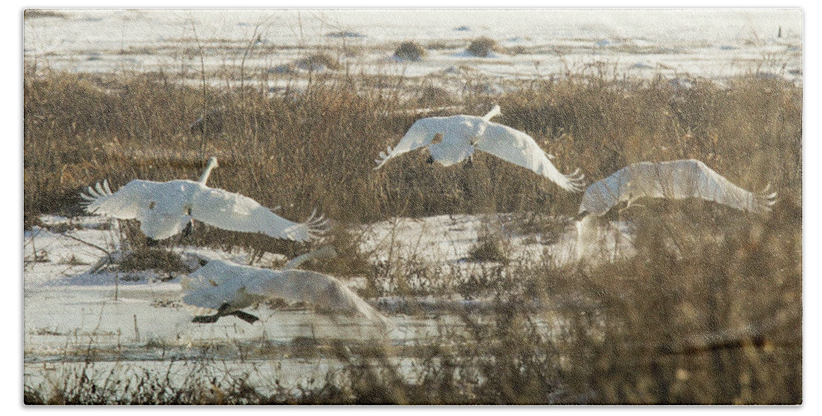 Trumpeter Swans Beach Towel featuring the photograph Take Off by Holly Ross