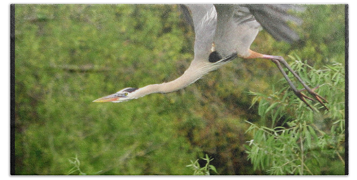 Blue Heron Flight Flying Bird Photography Digital Art Photograph Florida Shore Beach Sheet featuring the photograph Take Off by Shari Jardina