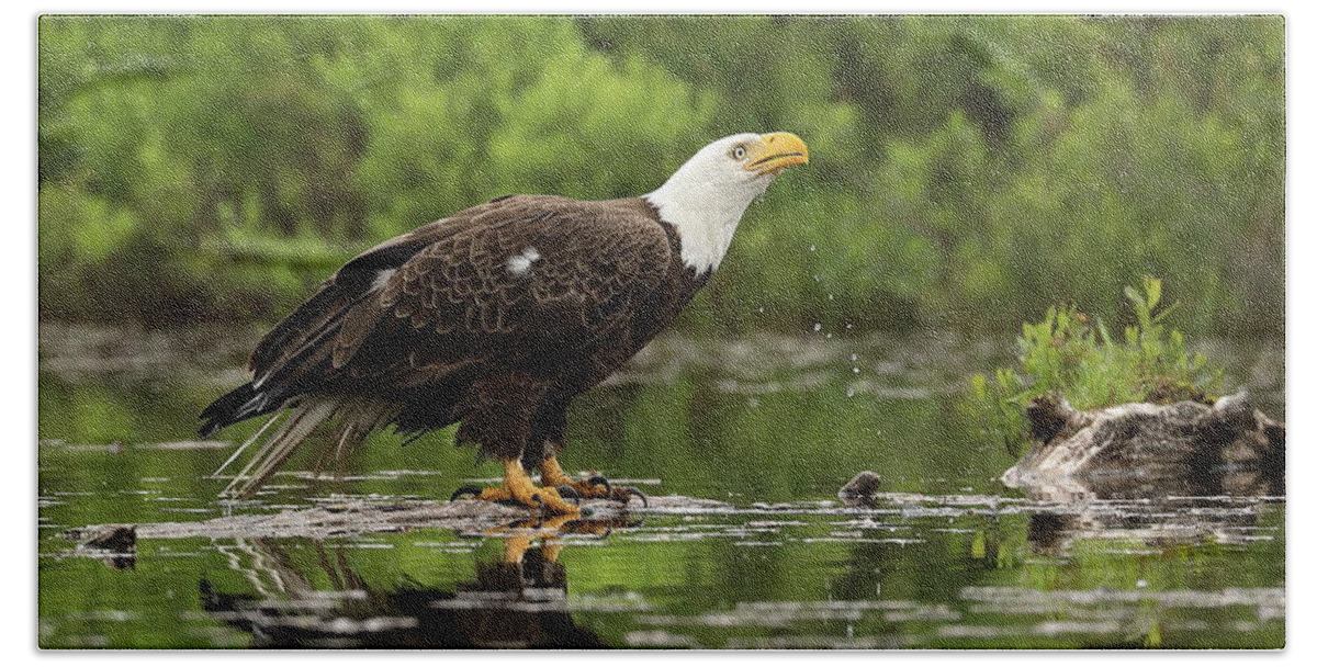 Eagle Beach Towel featuring the photograph Taking a Drink by Duane Cross