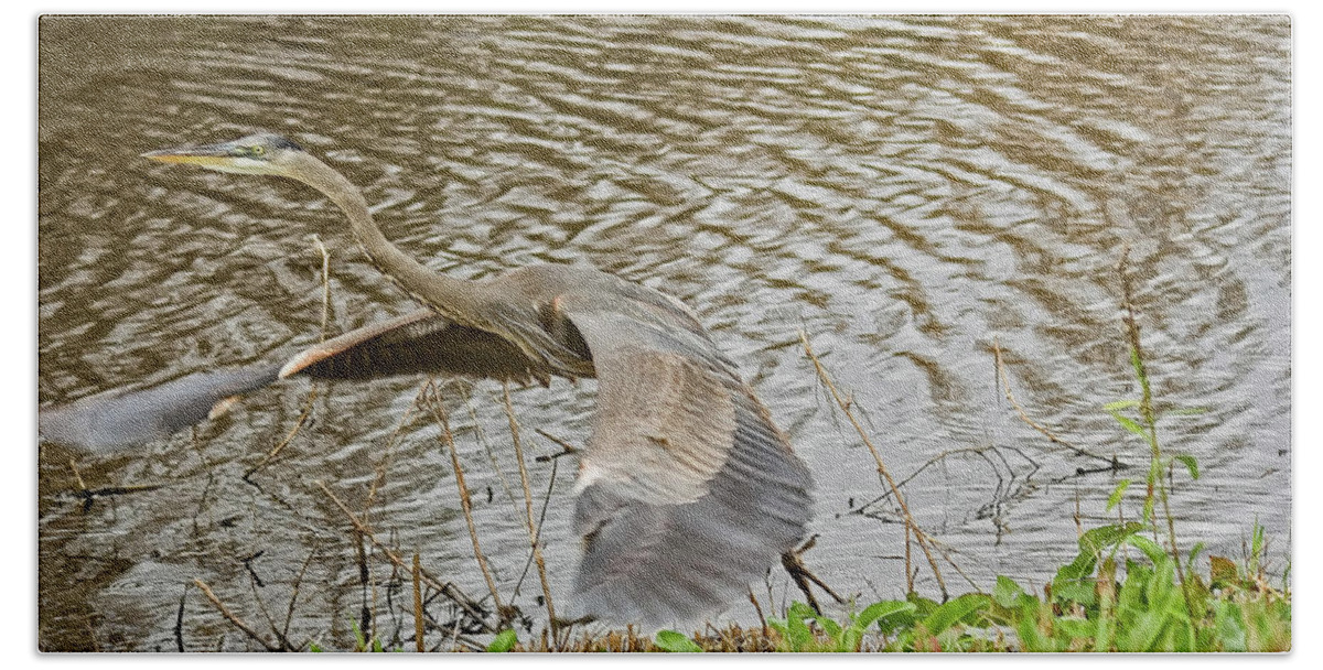 Great Blue Heron Beach Towel featuring the photograph Taking off by Robert Brown