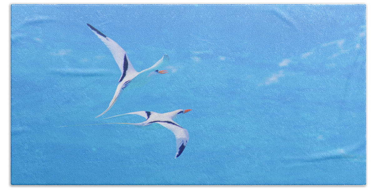 2018 Beach Towel featuring the photograph Tangential Longtails by Jeff at JSJ Photography