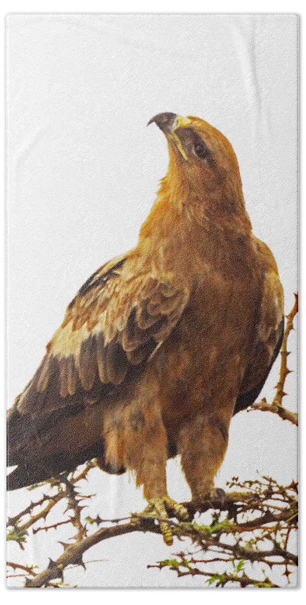 Birds Beach Towel featuring the photograph Tawny Eagle by Patrick Kain