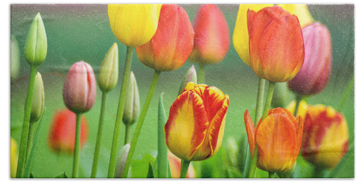 Purple Beach Towel featuring the photograph Technicolor Tulips by Bill Pevlor