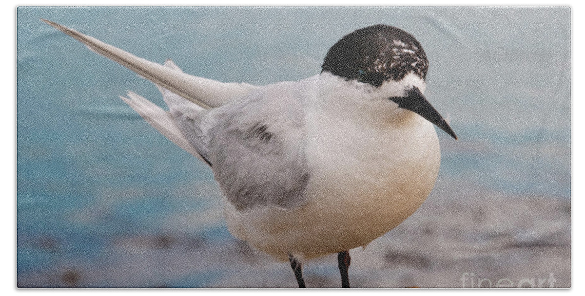Bird Beach Towel featuring the photograph Tern 1 by Werner Padarin