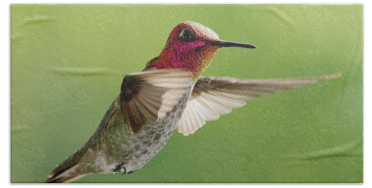 Darin Volpe Animals Beach Towel featuring the photograph Terror of the Skies -- Anna's Hummingbird at Templeton, California by Darin Volpe