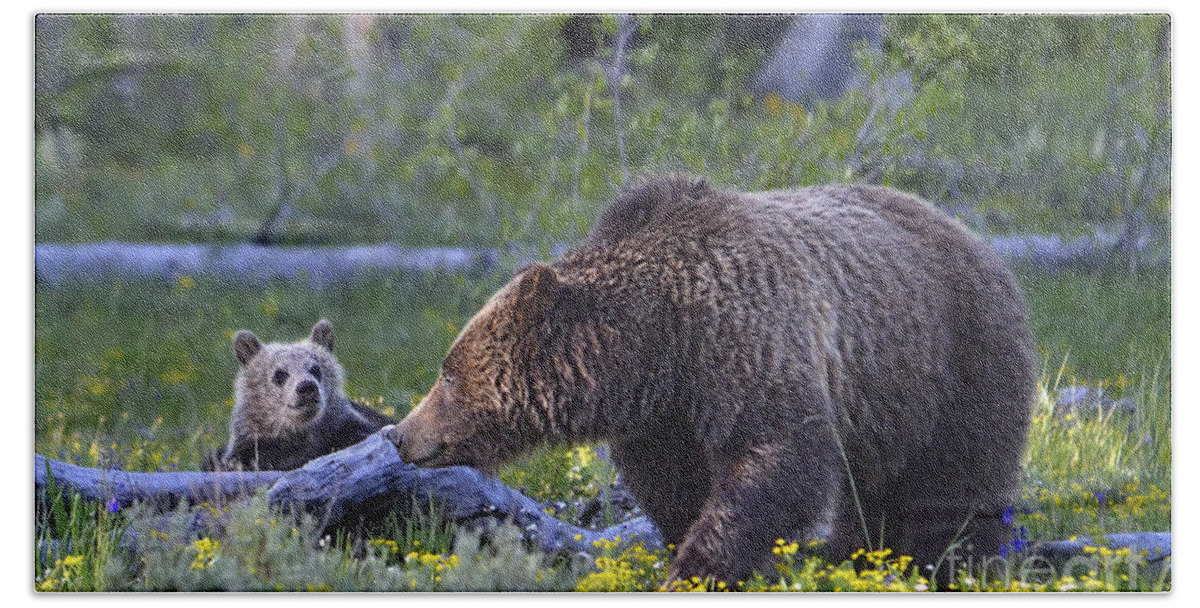 Grizzly Bear Beach Towel featuring the photograph Teton Grizzly Mama and Cub by Deby Dixon