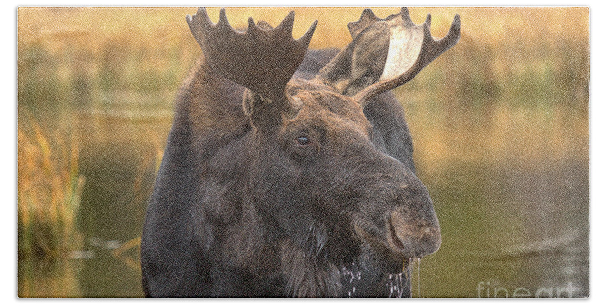 Moose Face Beach Towel featuring the photograph Moose Smile by Adam Jewell