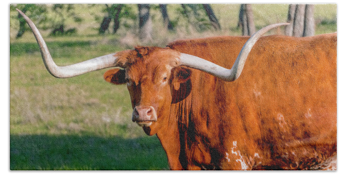 Texas Hill Country Beach Towel featuring the photograph Texas Hill Country Longhorn 9962a by Ricardos Creations