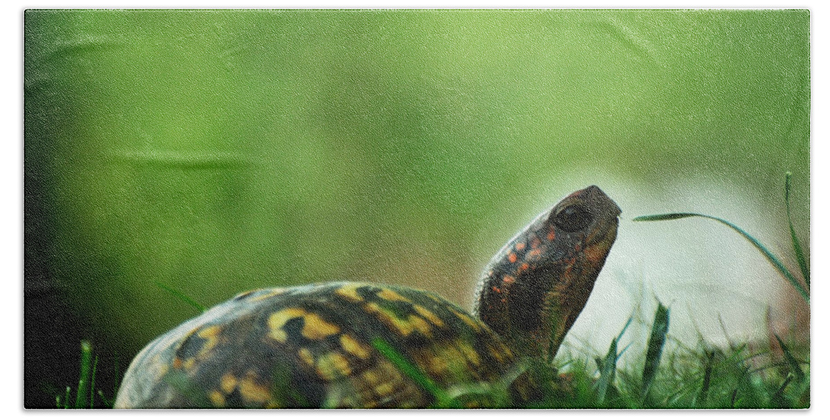 Eastern Box Turtle Beach Towel featuring the photograph Thankful for Leaping Greenly Spirits by Rebecca Sherman