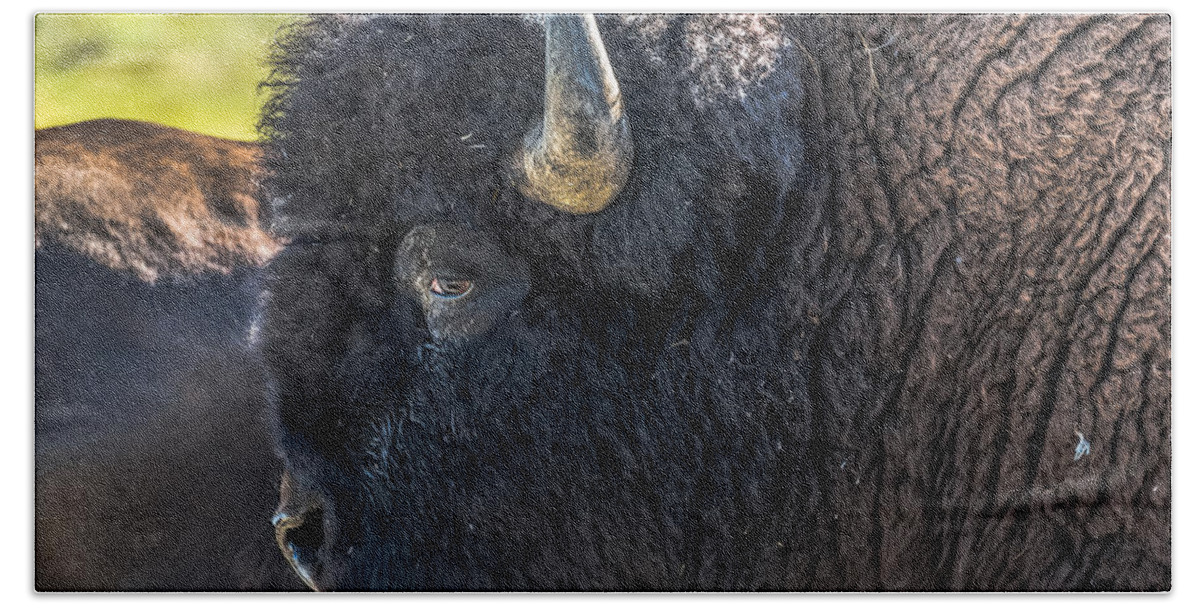 Bison Beach Towel featuring the photograph That Dusty Migration by Yeates Photography