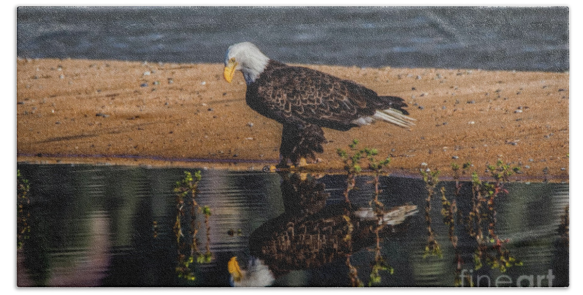 Bald Eagle And Reflection Beach Towel featuring the photograph The Bald Eagle by Mitch Shindelbower