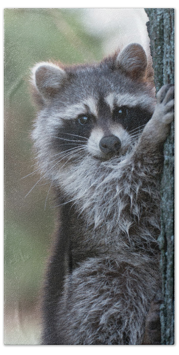 Raccoon Beach Sheet featuring the photograph The Bandit by Jim Zablotny