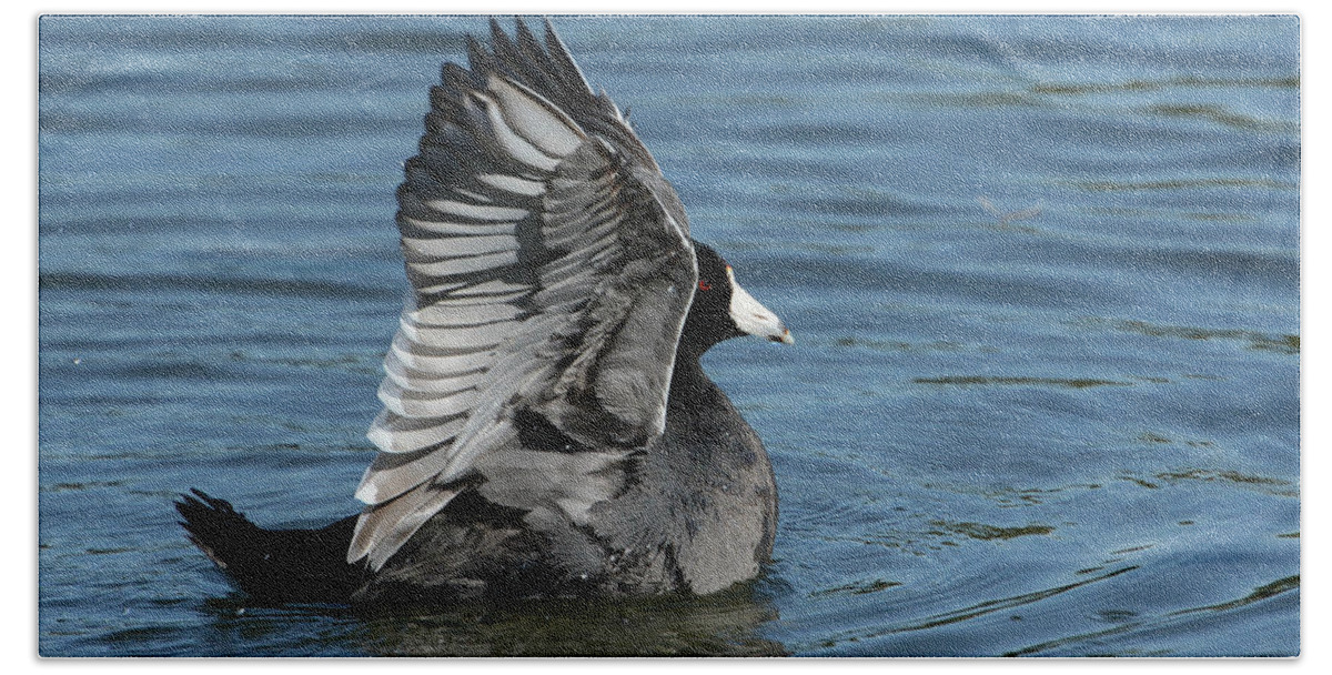 American Coot Beach Towel featuring the photograph The Big Flap by Fraida Gutovich