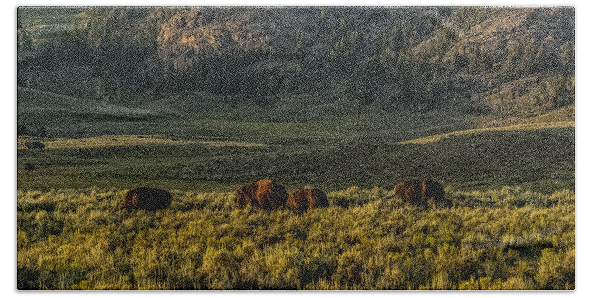 Bison Beach Towel featuring the photograph The Bison Rut In Yellowstone by Yeates Photography