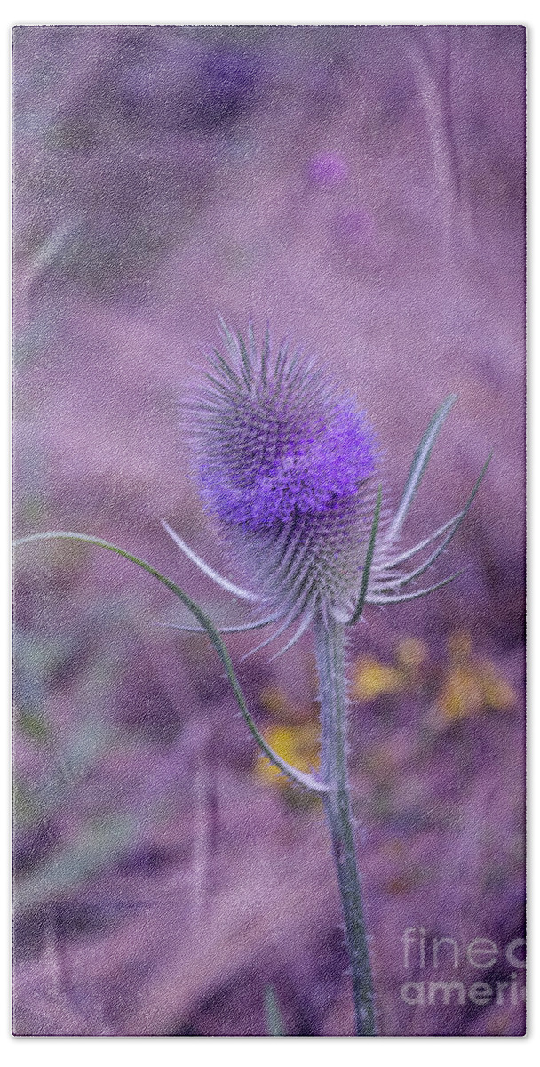 Michelle Meenawong Beach Towel featuring the photograph The Blue Softness Of A Teasel by Michelle Meenawong
