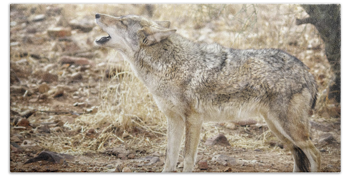 Coyote Beach Towel featuring the photograph The Coyote Howl by Elaine Malott