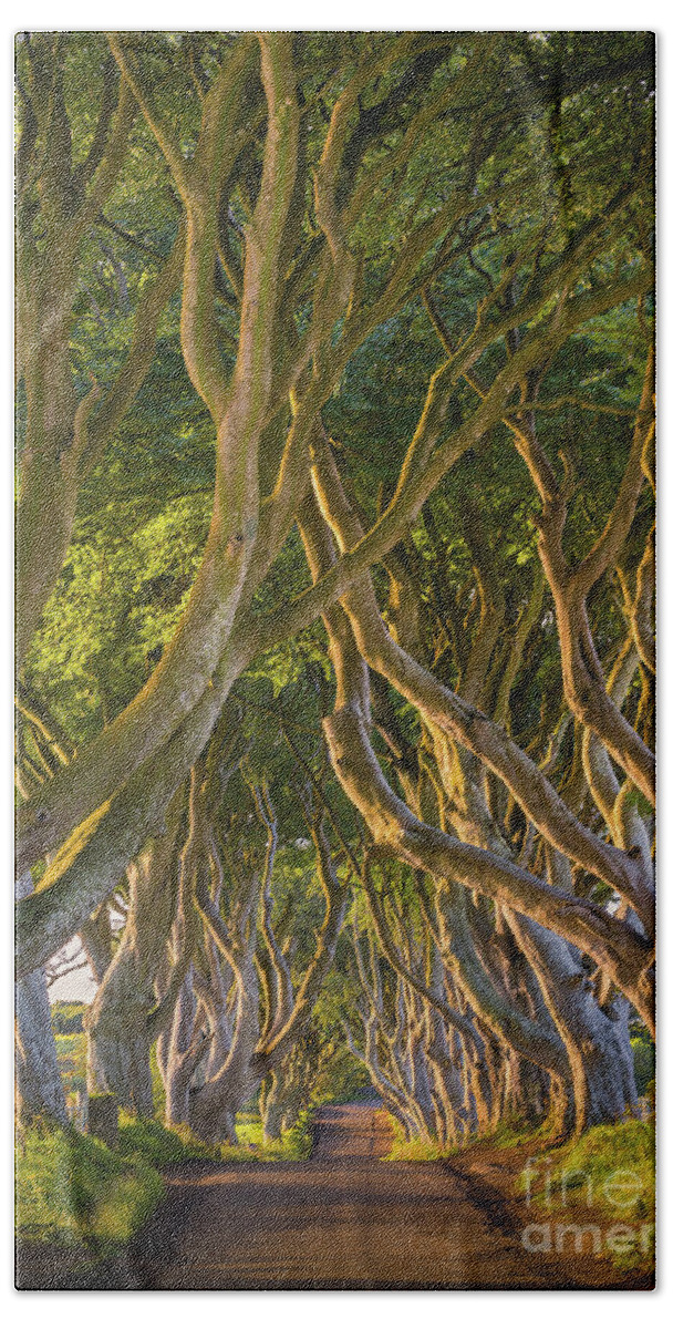 Ancient Trees Beach Towel featuring the photograph The Dark Hedges by Henk Meijer Photography