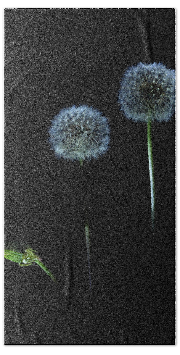 Dandelion Beach Towel featuring the photograph The Darkness Can't Hide You by Mark Fuller