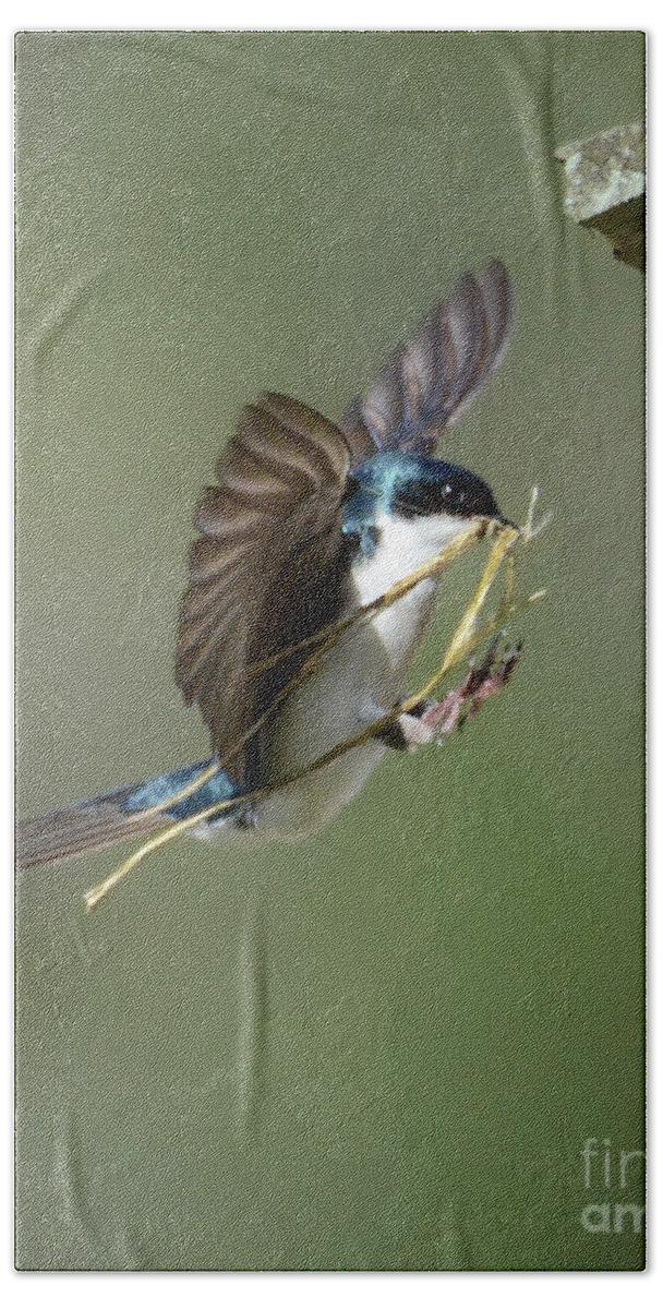 Tree Swallow Beach Towel featuring the photograph The Finishing Touches by Amy Porter