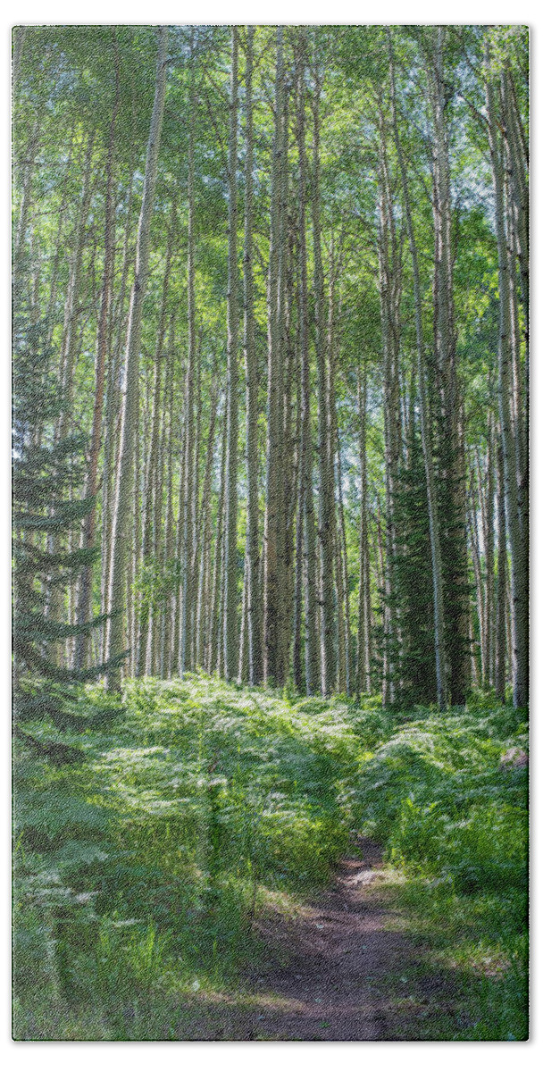 Forest Beach Towel featuring the photograph The Forest Trail by Jody Partin
