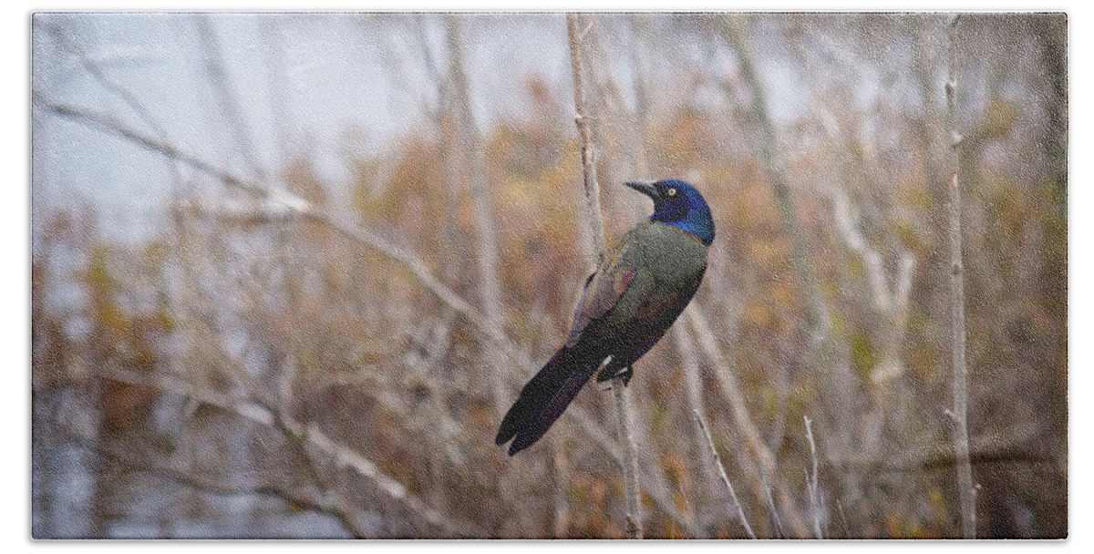 Common Grackle Beach Towel featuring the photograph The Grackle by Steve L'Italien