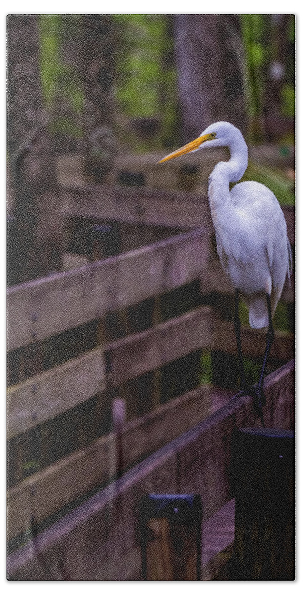 Big Bird Beach Sheet featuring the photograph The Great Egret by Ron Pate