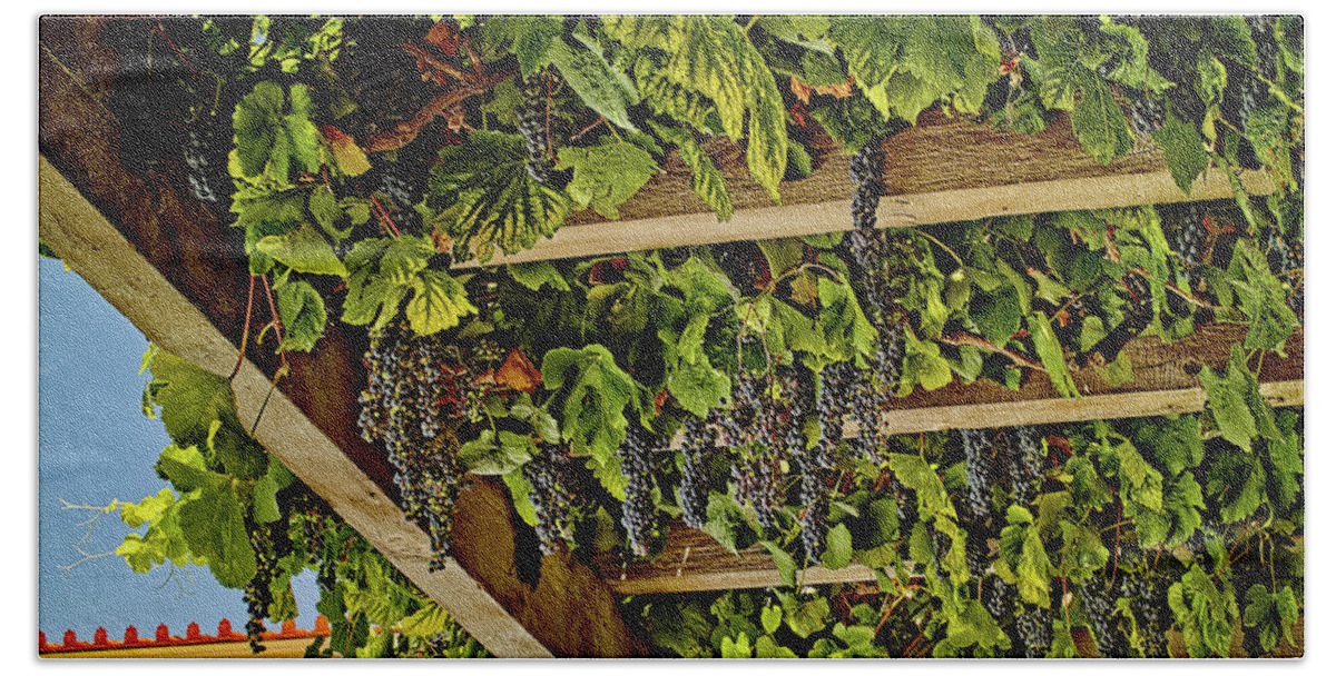 Trellis Beach Sheet featuring the photograph The hanging grapes by Camille Lopez