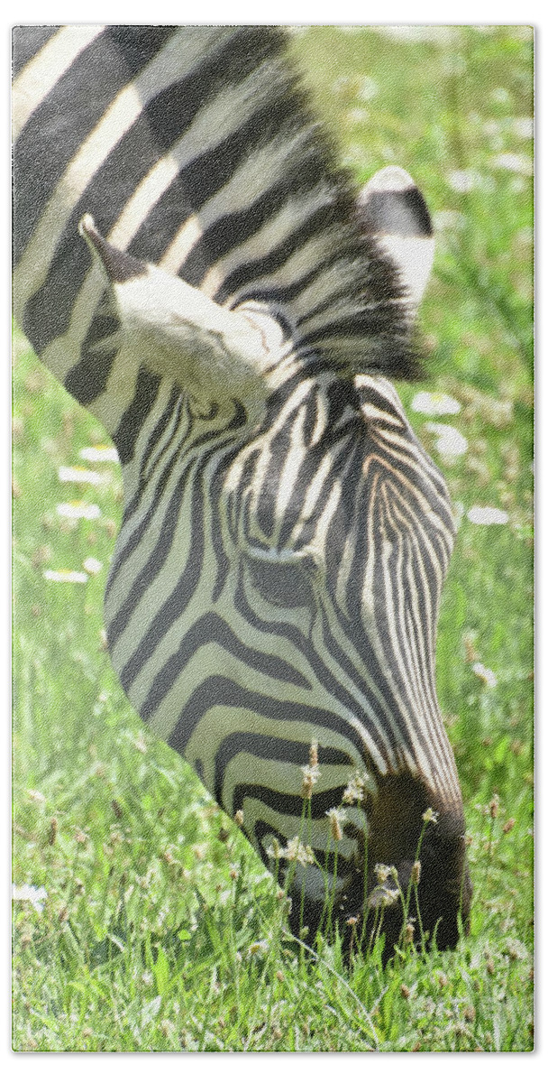 Zebra Beach Towel featuring the photograph The Head of an Adorable Zebra in Africa by DejaVu Designs