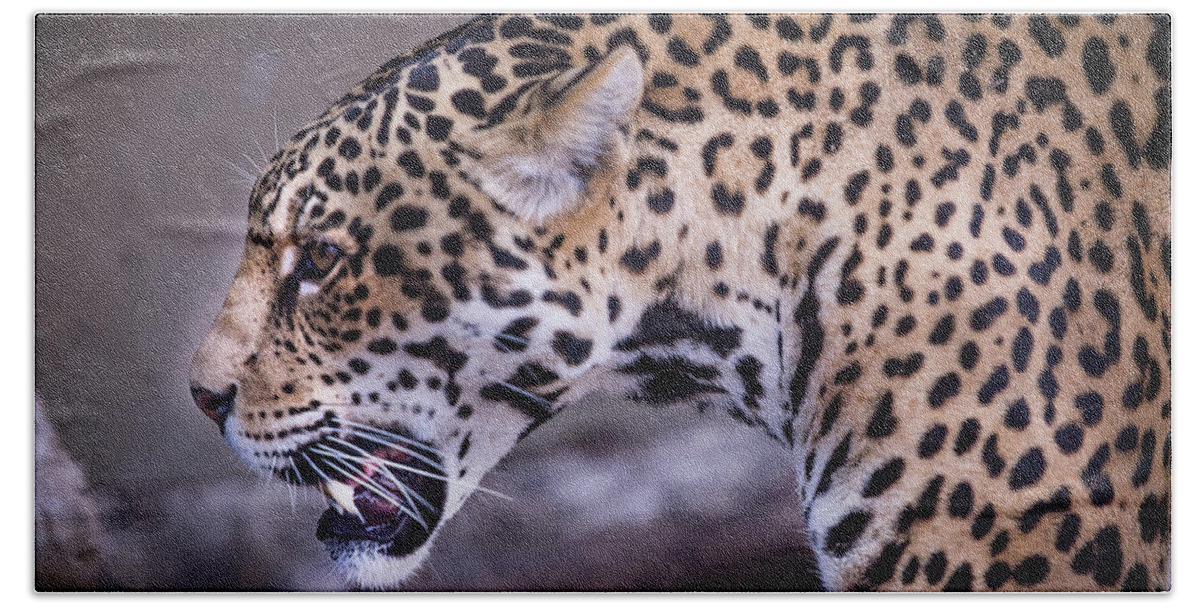 Zoo Beach Towel featuring the photograph The Jaguar by JoAnn Silva