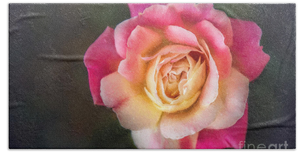 Nature Beach Sheet featuring the photograph The Last Rose of Summer, Painting by Sharon McConnell