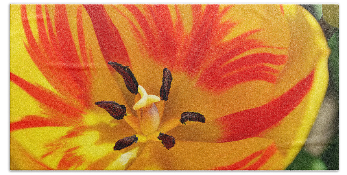 Tulip Beach Towel featuring the photograph The Light Inside by Felicia Tica