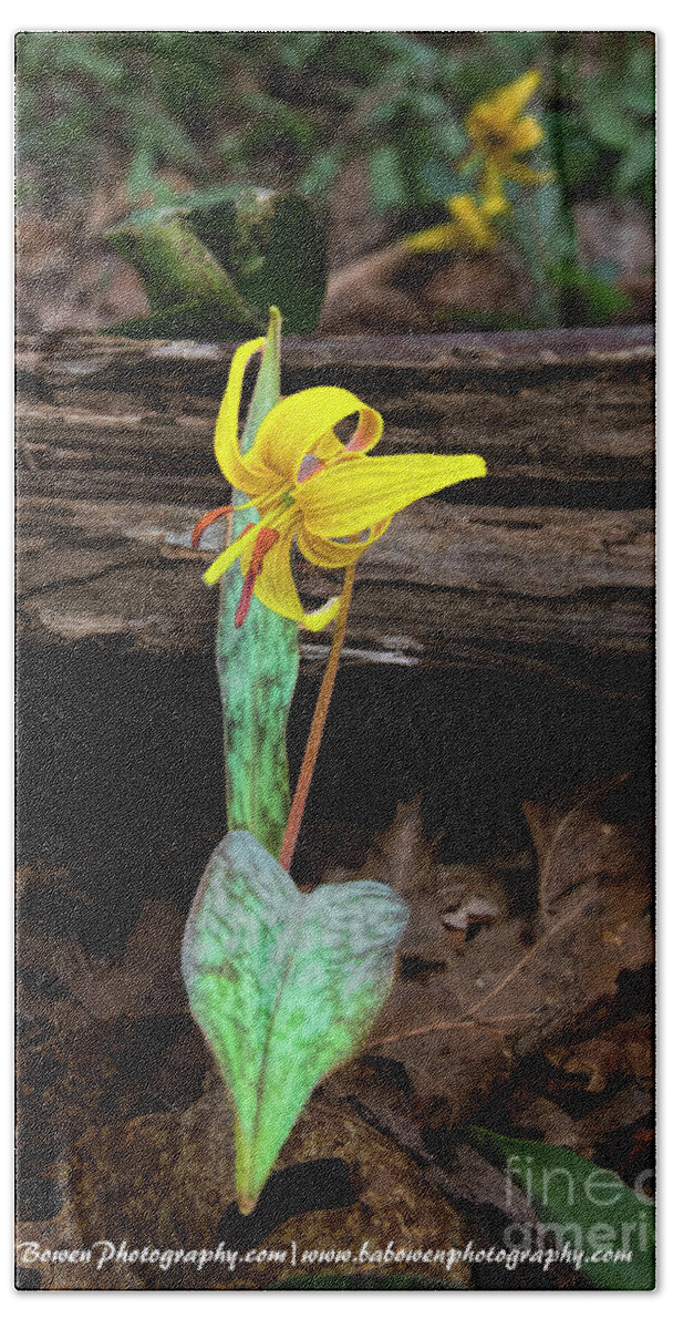 Trout Lily Beach Towel featuring the photograph The Lone Trout Lily by Barbara Bowen