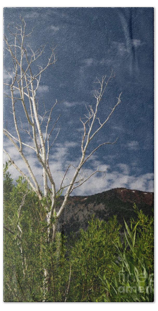 Sky Beach Towel featuring the photograph The Lonely Aspen by Brandon Bonafede