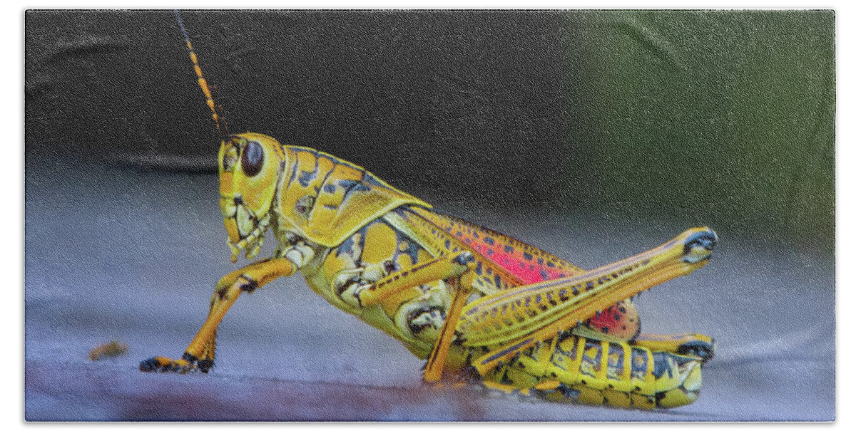 Grasshopper Beach Towel featuring the photograph The Lubber Grasshopper by Mark Andrew Thomas