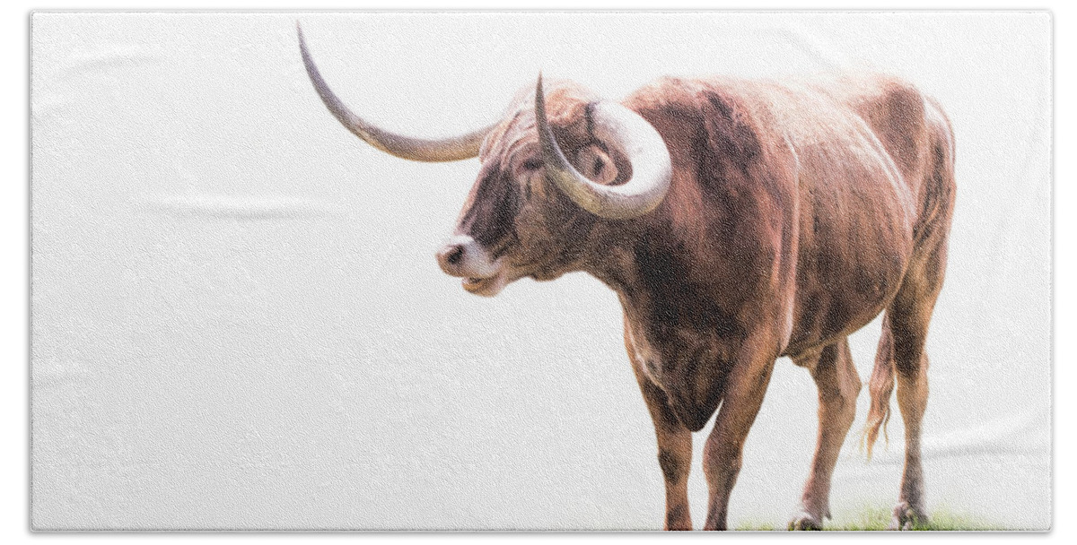 America Beach Towel featuring the photograph The Majestic Longhorn by David and Carol Kelly