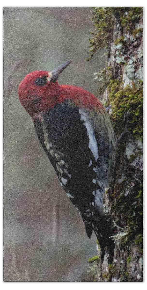  Red-breasted Sapsucker Beach Sheet featuring the photograph The Maple Sap Tapper by I'ina Van Lawick
