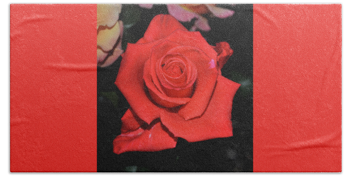 Love Beach Sheet featuring the photograph The Meaning Of A Red Rose by Jay Milo
