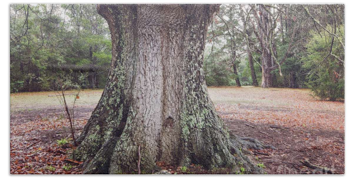 Oak Beach Towel featuring the photograph The Mighty Oak by Linda Lees